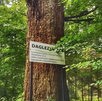 Wiślańska Daglezja – najstarsze drzewo w Wiśle zaprasza na jesienny spacer