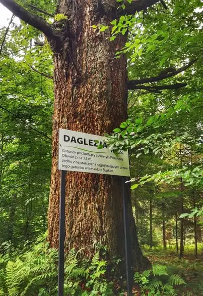 Wiślańska Daglezja – najstarsze drzewo w Wiśle zaprasza na jesienny spacer